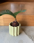 Sago Cycas(Zamia)ザミア