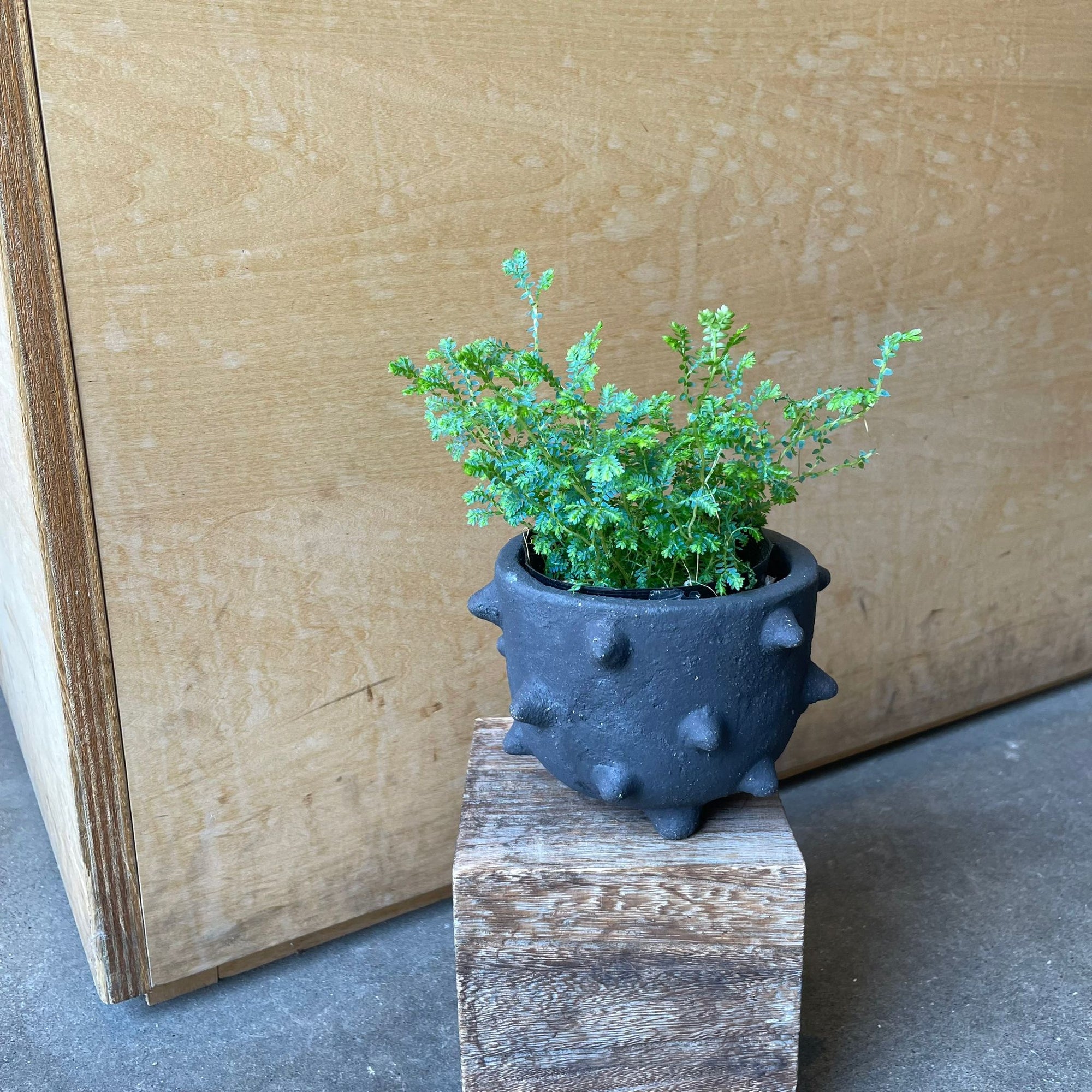 Selaginella uncinata レインボー ファーン