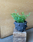 Selaginella uncinata レインボー ファーン