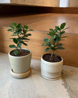 Ficus retusa ‘Panda’ パンダガジュマル
