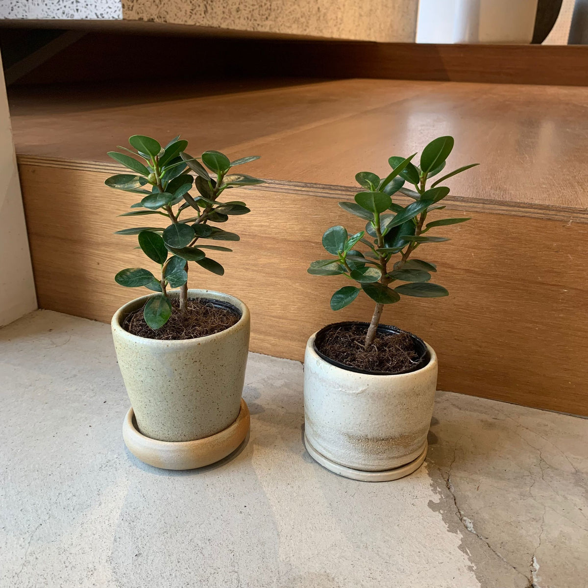 研究用7年目◽️パンダガジュマル◽️実生 研究用7年目◽️パンダガジュマル◽️実生