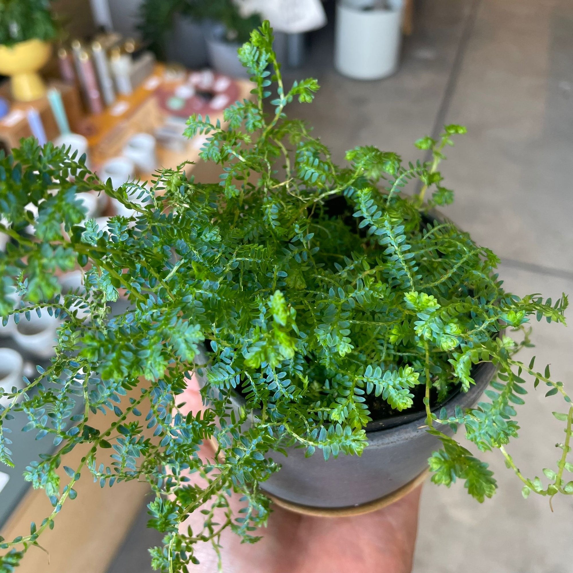 Selaginella uncinata レインボー ファーン