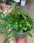 Selaginella uncinata レインボー ファーン