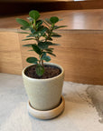 Ficus retusa ‘Panda’ パンダガジュマル