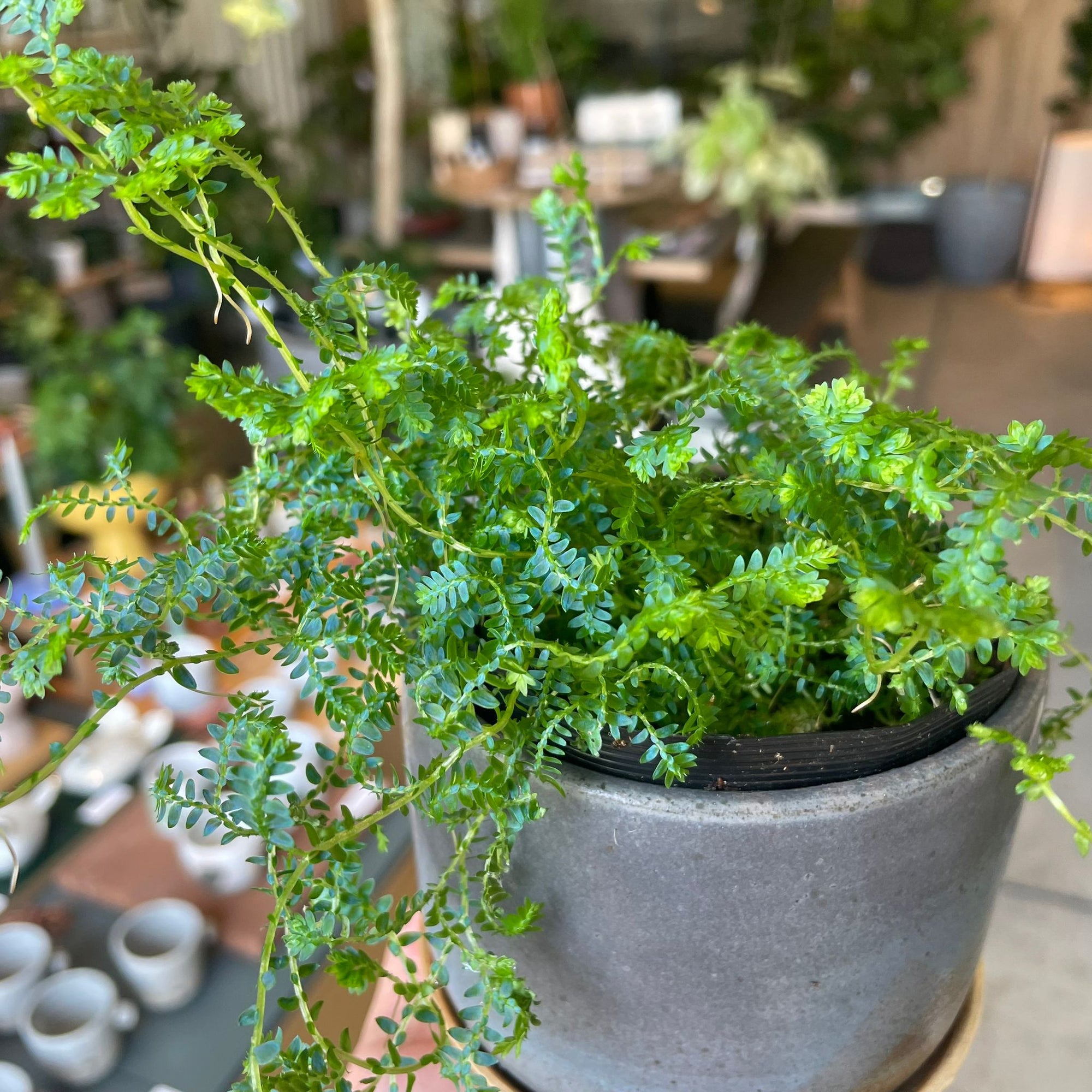 Selaginella uncinata レインボー ファーン