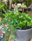 Selaginella uncinata レインボー ファーン