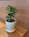 Ficus retusa ‘Panda’ パンダガジュマル