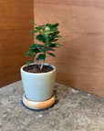 Ficus retusa ‘Panda’ パンダガジュマル