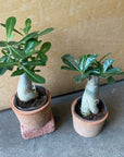 Adenium アデニウム