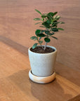 Ficus retusa ‘Panda’ パンダガジュマル