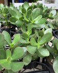 Crassula クラッスラ