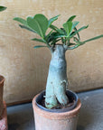 Adenium アデニウム