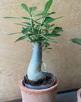 Adenium アデニウム