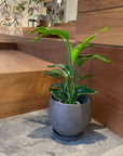 Bird of Paradise (Strelitzia reginae) バード オブ パラダイス(ストレチア レギネ)