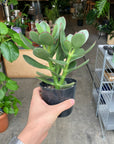 Crassula クラッスラ