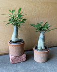 Adenium アデニウム