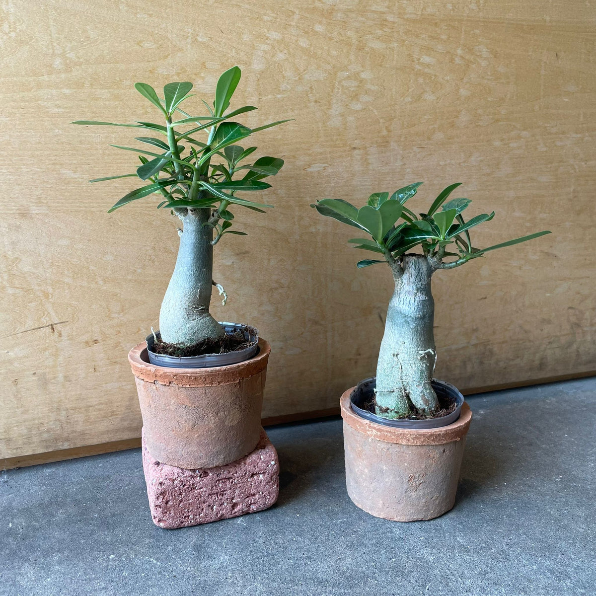 Adenium アデニウム I インドアプランツ I プラントソサエティ