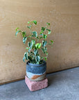 Ficus benjamina barok フィカス ベンジャミン バロック シタシオン