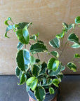 Ficus benjamina barok フィカス ベンジャミン バロック シタシオン