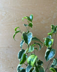 Ficus benjamina barok フィカス ベンジャミン バロック シタシオン