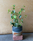 Ficus benjamina barok フィカス ベンジャミン バロック シタシオン