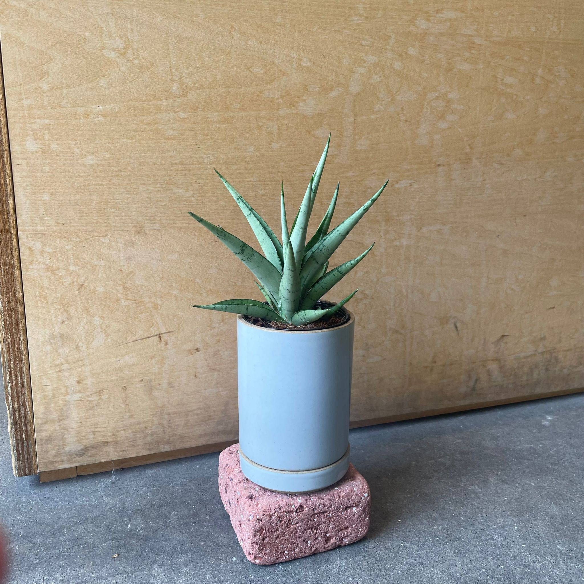 サンセベリア Bigme B751C Bigme B751C」の人気商品一覧 | 安い商品を通販サイトから探す - 価格.com