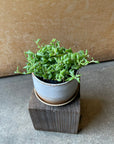 Senecio peregrinus ドルフィンネックレス Size 3