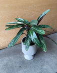 Calathea Stromanthe Magic Star カラテア ストロマンテ マジックスター