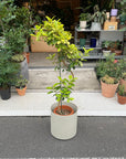 Ficus Rubiginosa フランスゴム ユキ Size 7