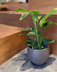 Bird of Paradise (Strelitzia reginae) バード オブ パラダイス(ストレチア レギネ)