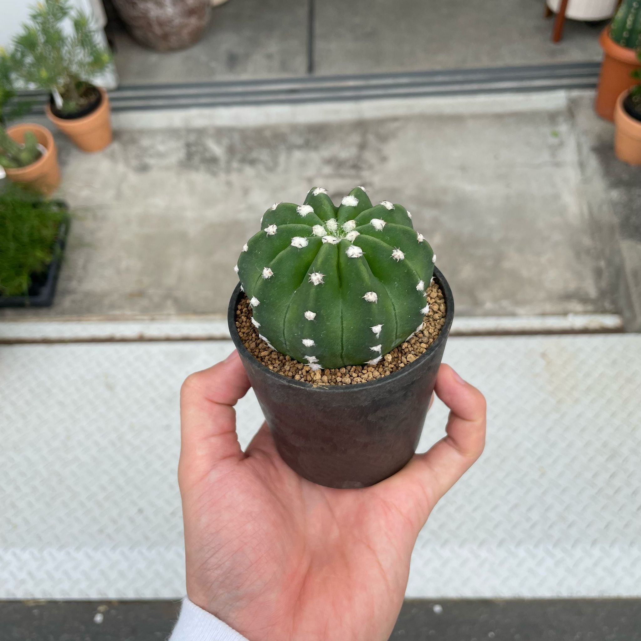 サボテン I インドアプランツ I プラントソサエティトーキョーフラッグ