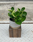 Peperomia Jade ペペロミア オブツシフォリア ジェイド(斑入り)