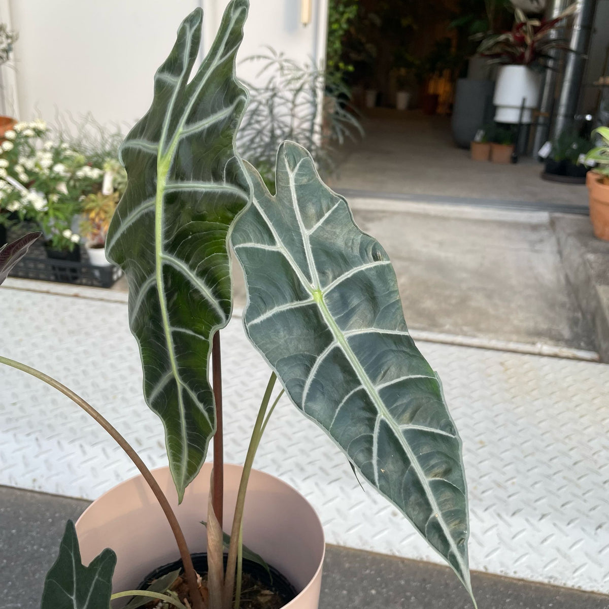 アロカシア　アマゾニカ　オーレア アロカシア アマゾニカ I インドアプランツ I プラントソサエティ