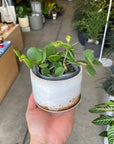 Peperomia hope ペペロミア ホープ