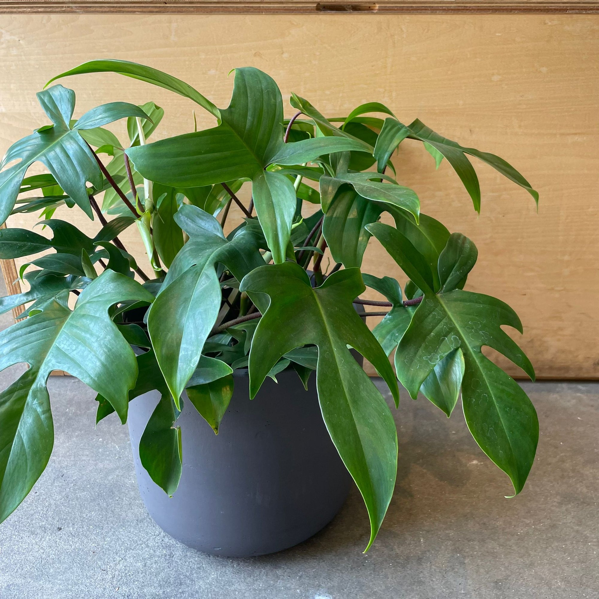 Philodendron 'Florida' フィロデンドロン フロリダ