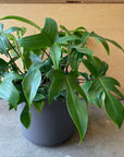 Philodendron florida フィロデンドロン フロリダ