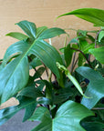 Philodendron florida フィロデンドロン フロリダ