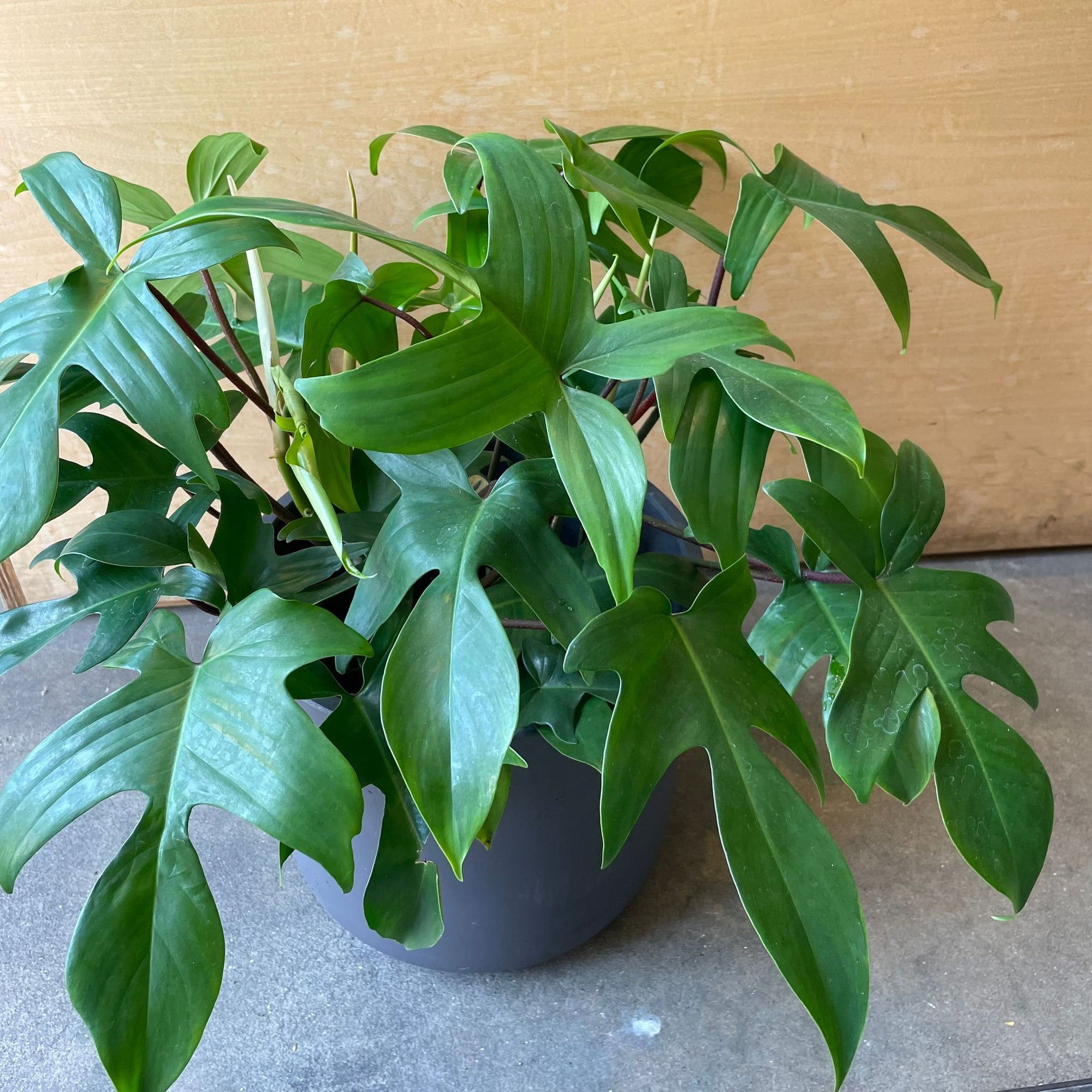 Philodendron 'Florida' フィロデンドロン フロリダ