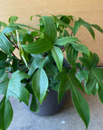 Philodendron florida フィロデンドロン フロリダ