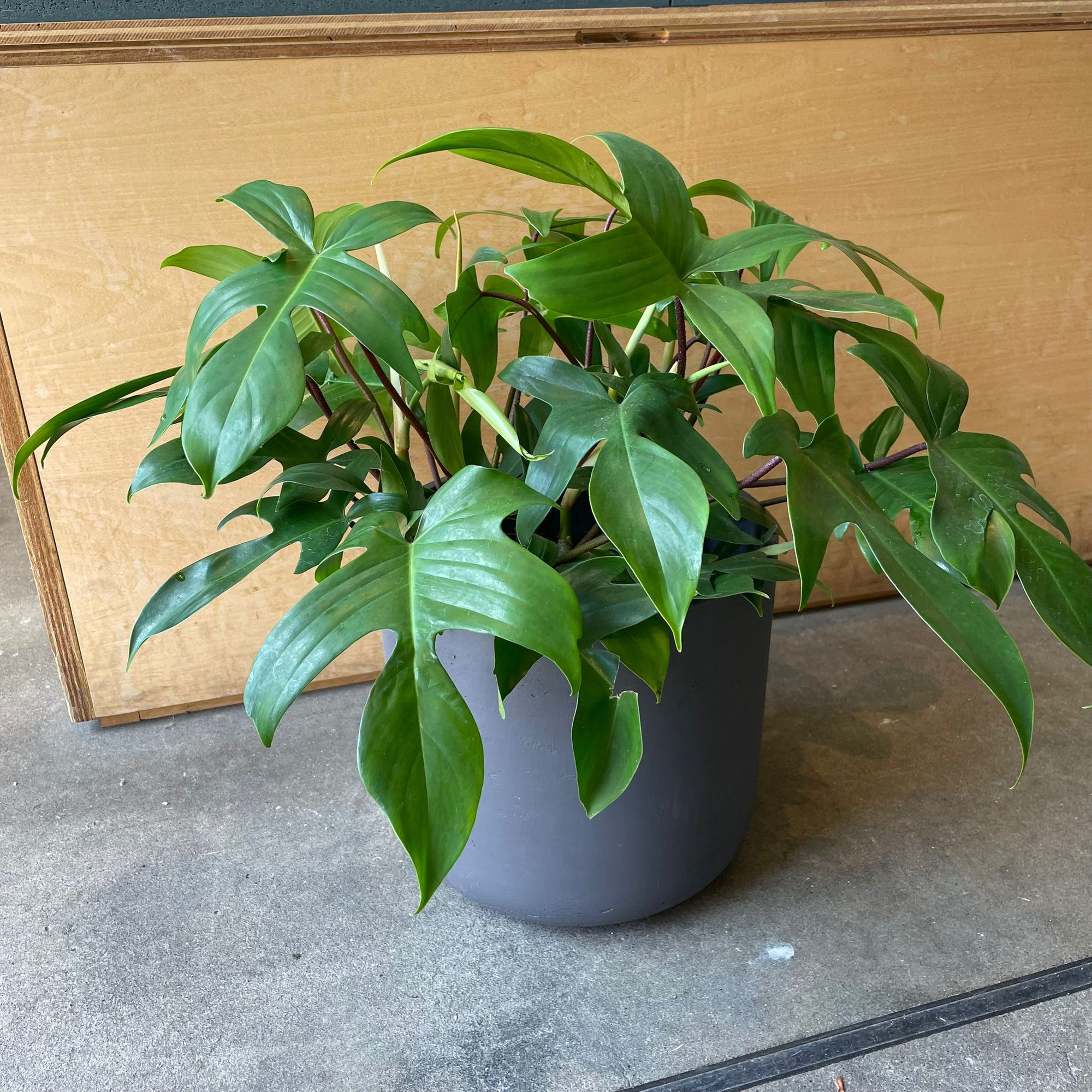Philodendron 'Florida' フィロデンドロン フロリダ