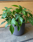 Philodendron florida フィロデンドロン フロリダ