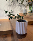 Ficus retusa ‘Panda’ パンダガジュマル