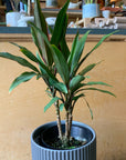 Cordyline コルジリネ クリスタル