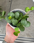 Peperomia hope ペペロミア ホープ
