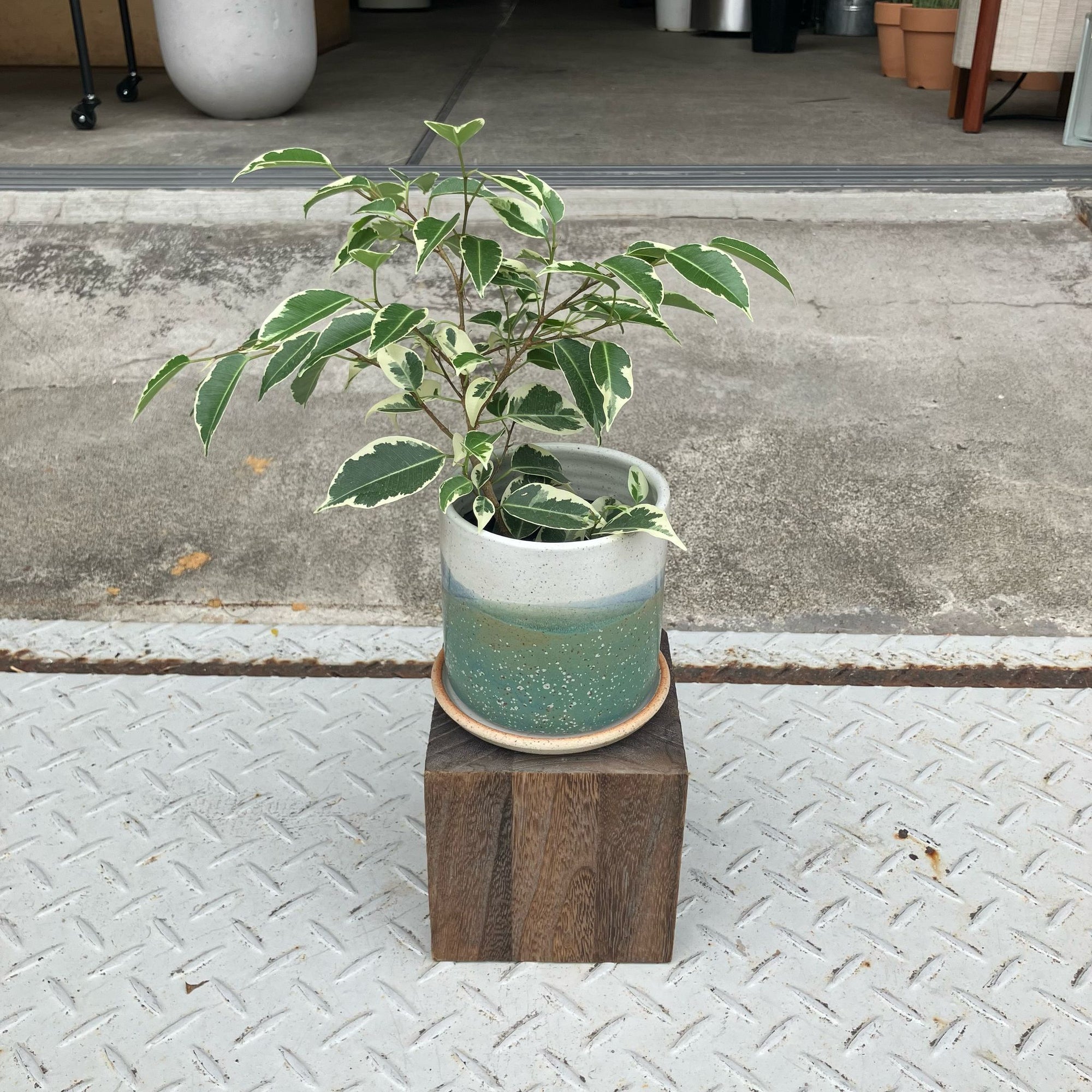 Variegated Weeping Fig ベンジャミン スターライト
