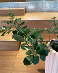 Ficus retusa ‘Panda’ パンダガジュマル
