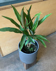 Cordyline コルジリネ クリスタル