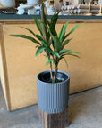 Cordyline コルジリネ クリスタル