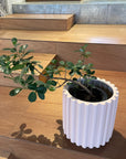 Ficus retusa ‘Panda’ パンダガジュマル