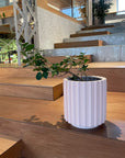 Ficus retusa ‘Panda’ パンダガジュマル